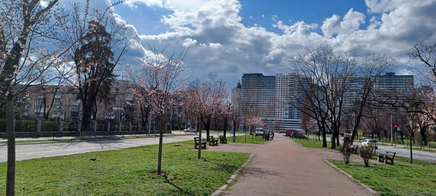 Попри похолодання в Києві розквітли перші сакури: дивіться фото весняної краси