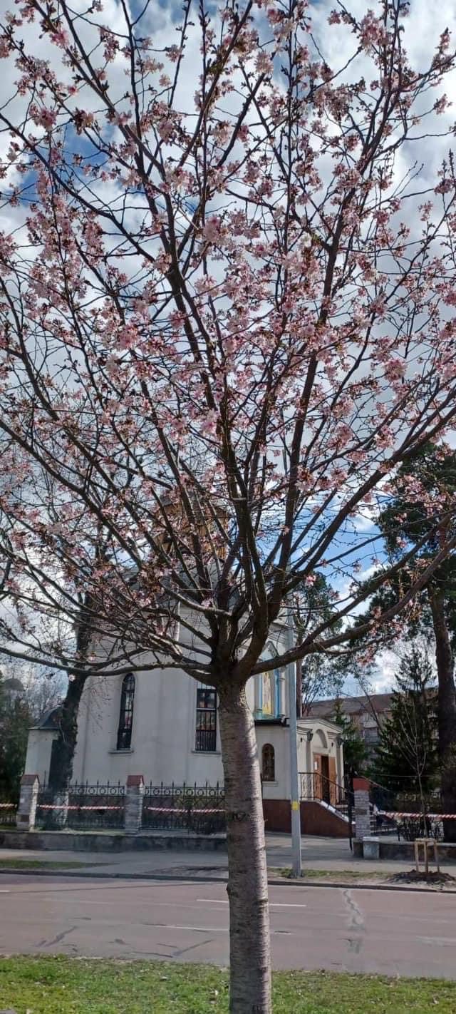 Попри похолодання в Києві розквітли перші сакури: дивіться фото весняної краси