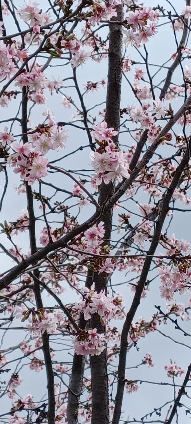 Попри похолодання в Києві розквітли перші сакури: дивіться фото весняної краси