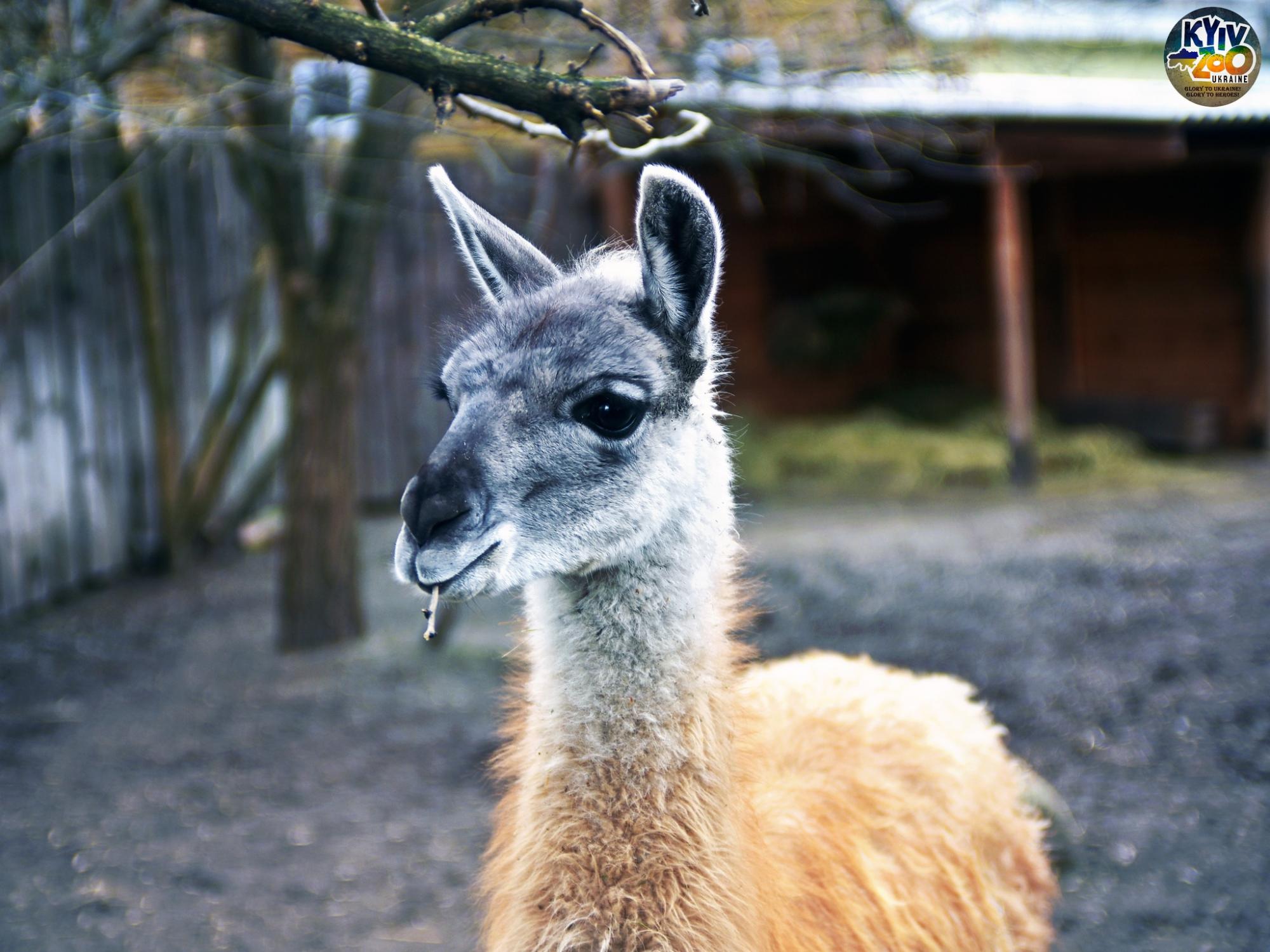 До Київського зоопарку прийшла весна: неймовірно милі фото його мешканців