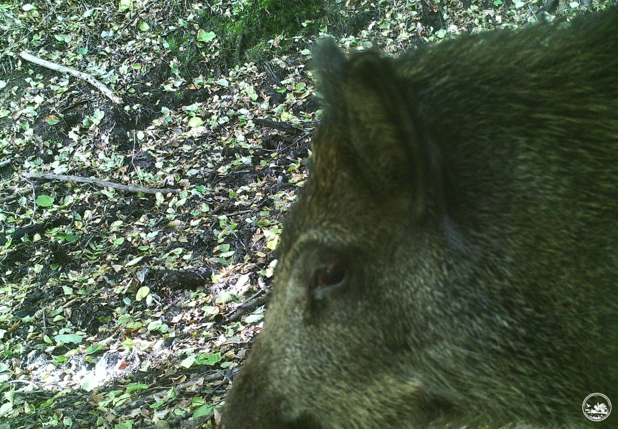 Не з того копита встав: у Чорнобилі показали курйозні знімки тварин із фотопасток