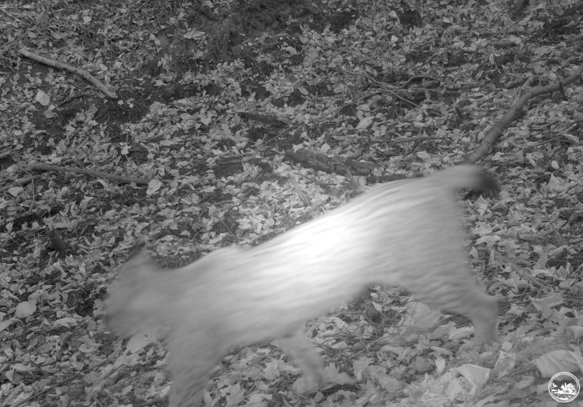 Не з того копита встав: у Чорнобилі показали курйозні знімки тварин із фотопасток