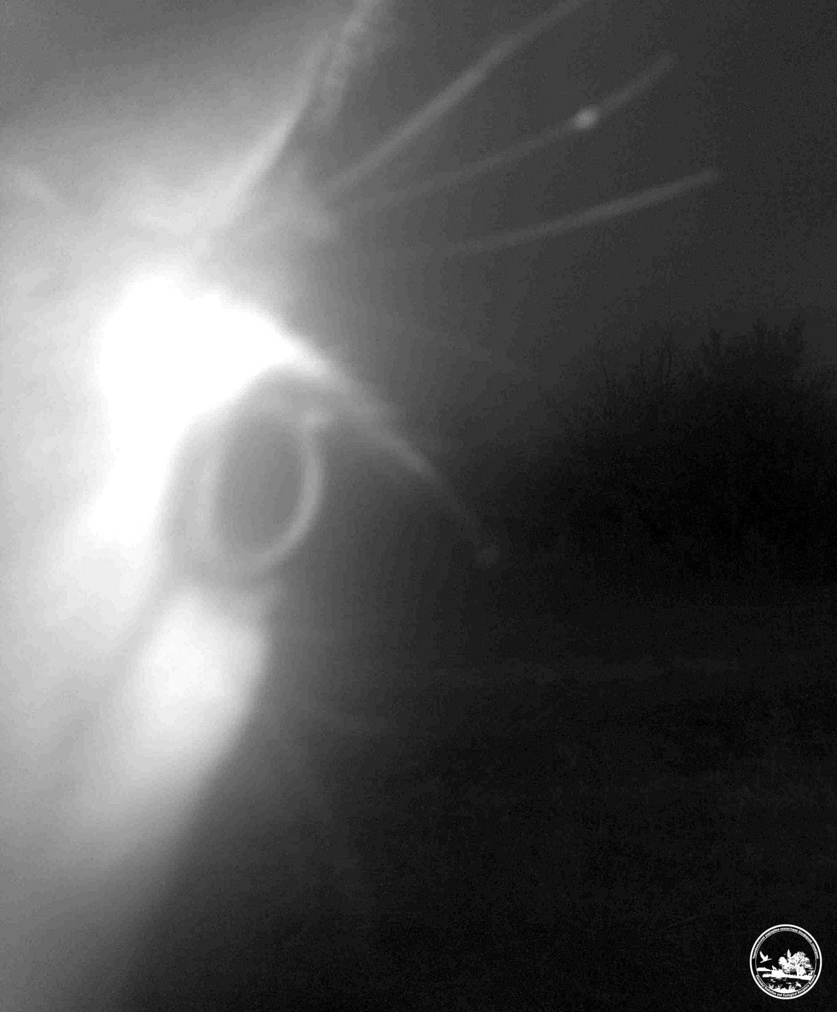 Не з того копита встав: у Чорнобилі показали курйозні знімки тварин із фотопасток