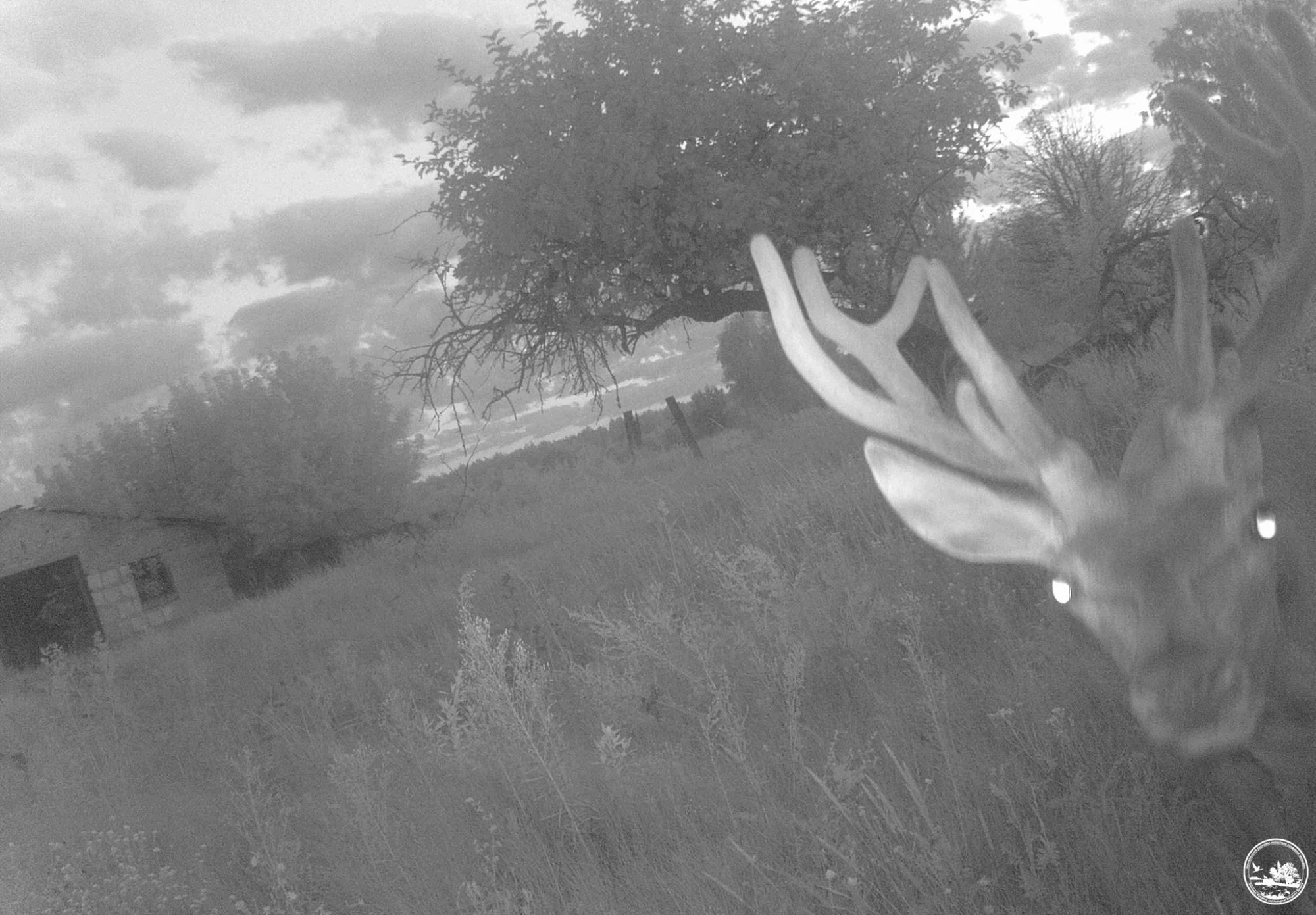 Не з того копита встав: у Чорнобилі показали курйозні знімки тварин із фотопасток