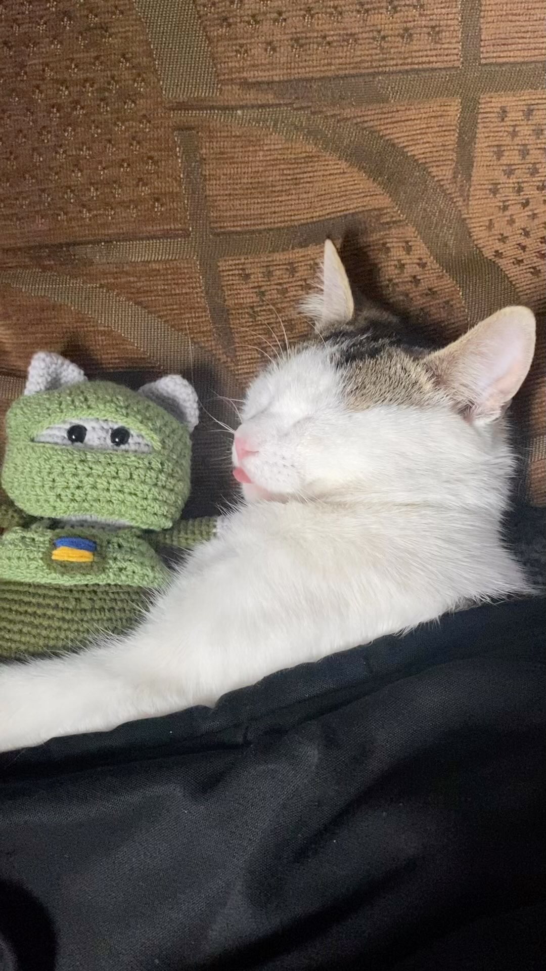 Искали три недели все военные: боевой кот Шайба вернулся к владельцу (фото)