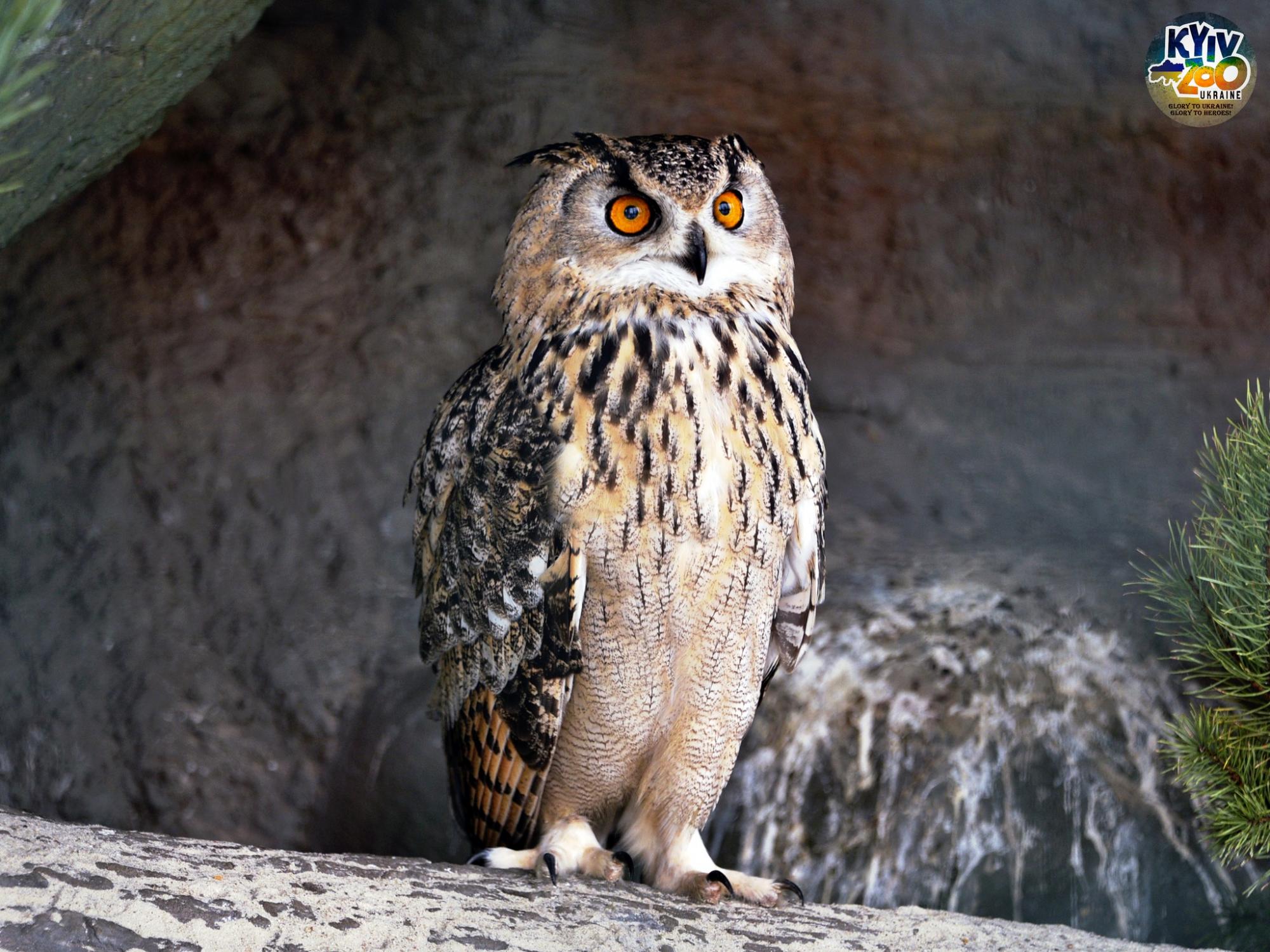 До Київського зоопарку прийшла весна: неймовірно милі фото його мешканців