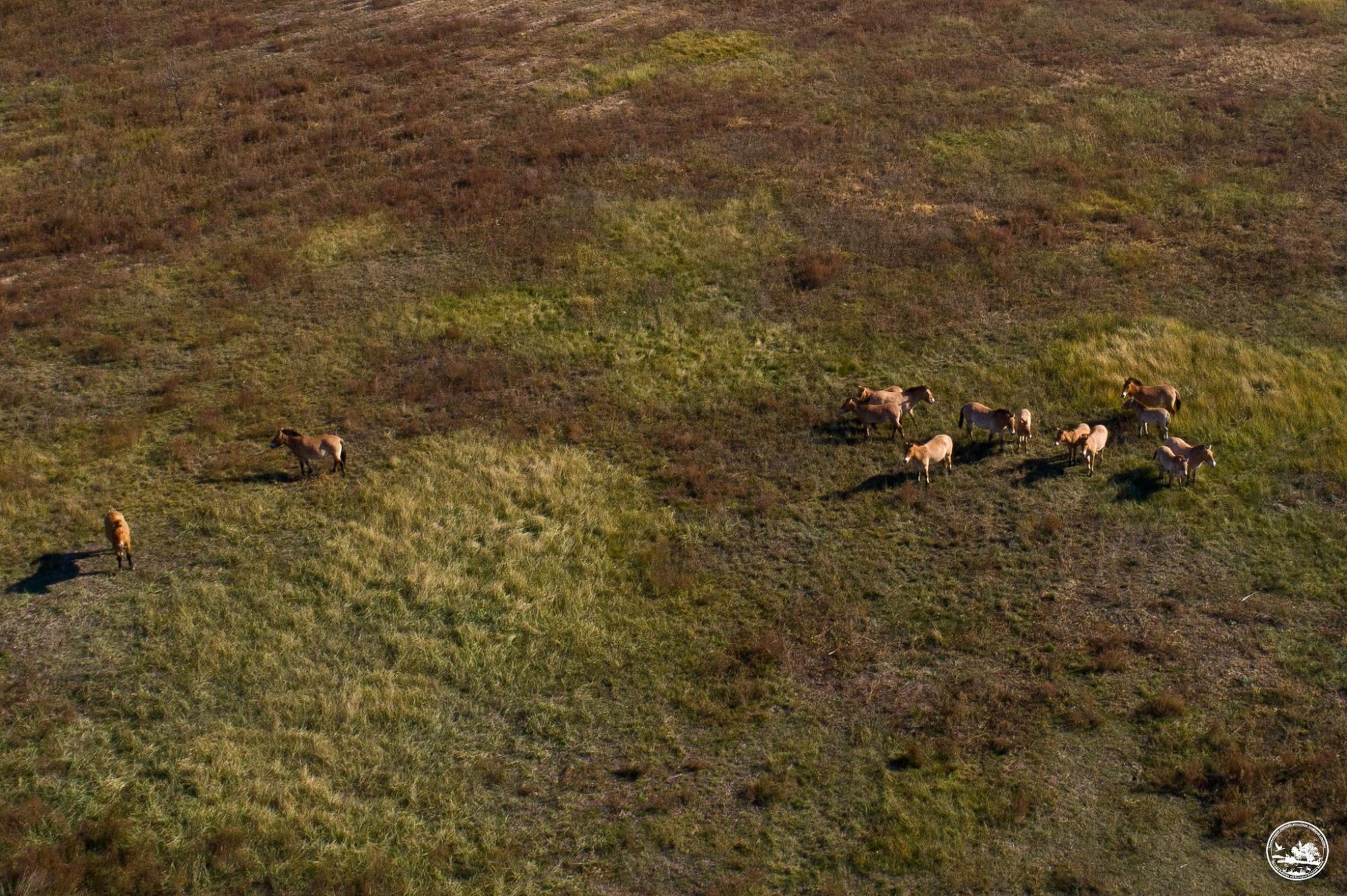 У Чорнобильському заповіднику з'явилося стадо коней Пржевальського: фото з висоти пташиного польоту