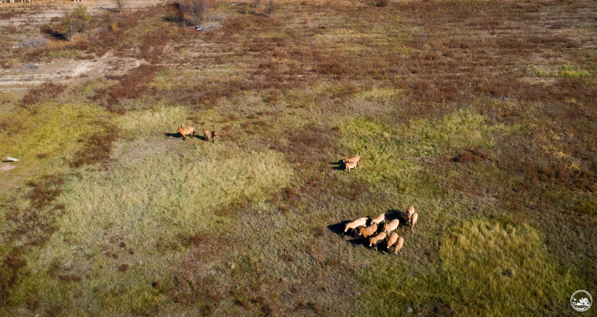 У Чорнобильському заповіднику з'явилося стадо коней Пржевальського: фото з висоти пташиного польоту