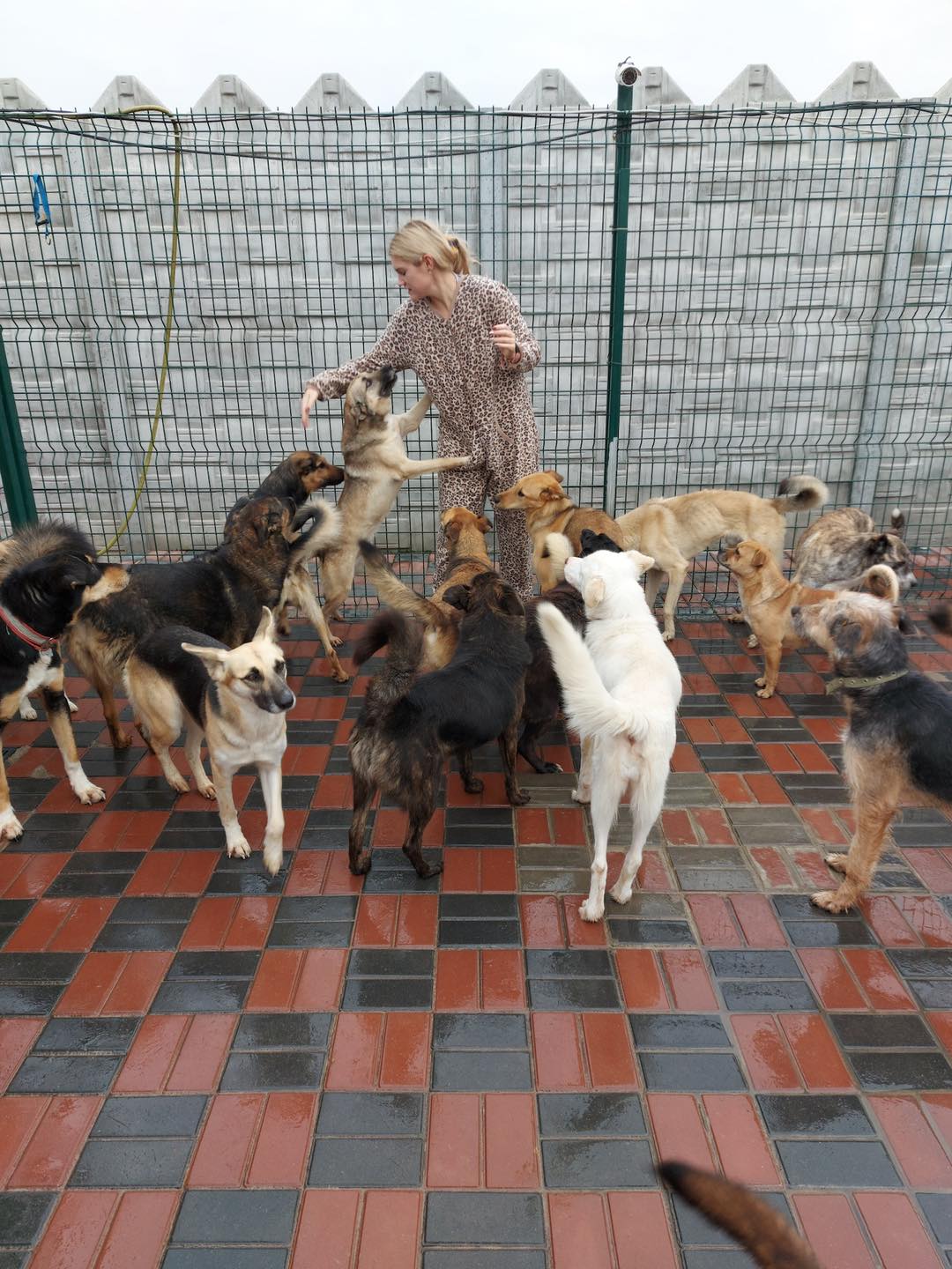 "Благаємо людей про допомогу": сімейному притулку для собак терміново потрібна підтримка