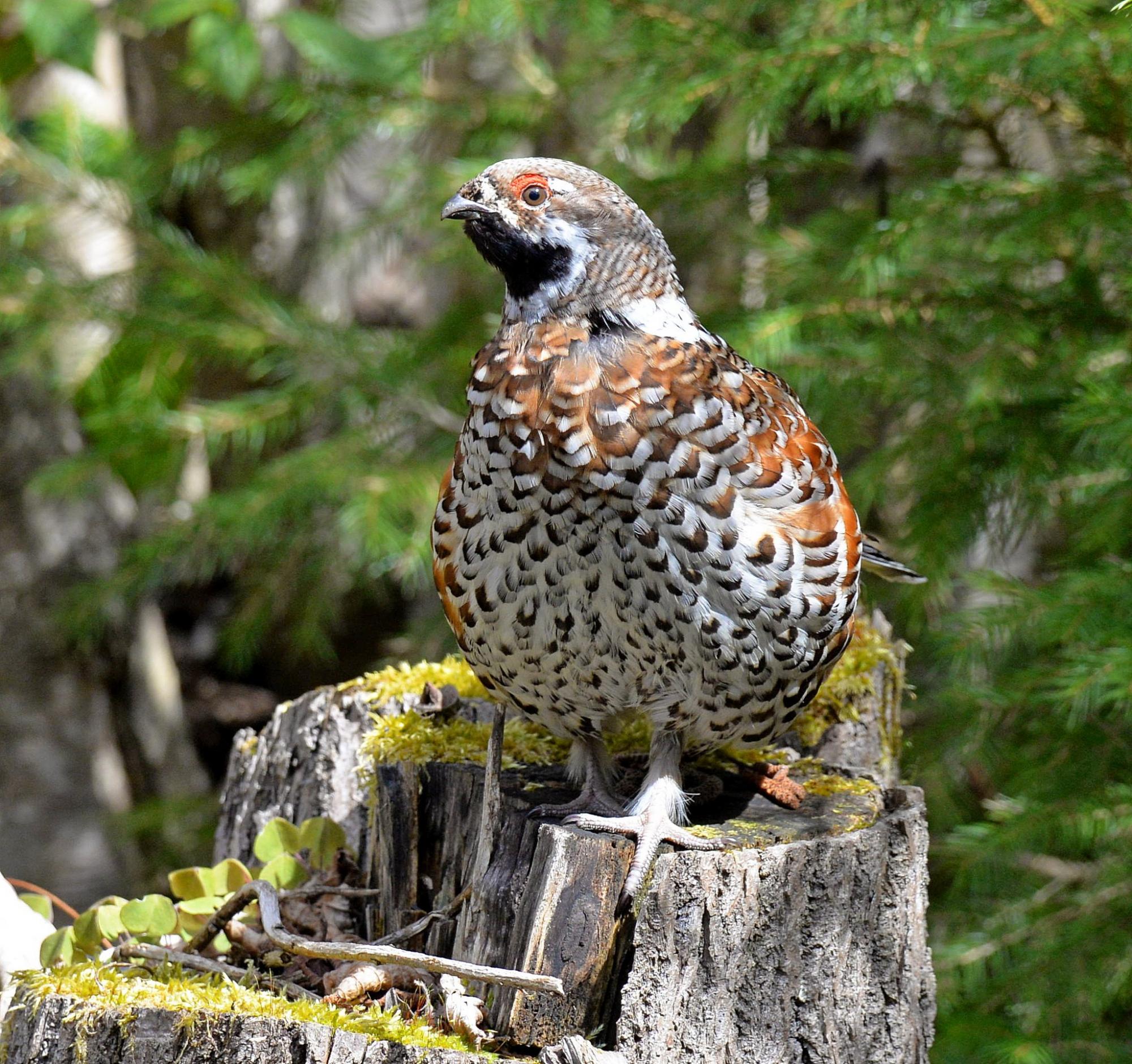 У Чорнобильській зоні помітили дуже рідкісного птаха. Дивіться, як він виглядає (фото)