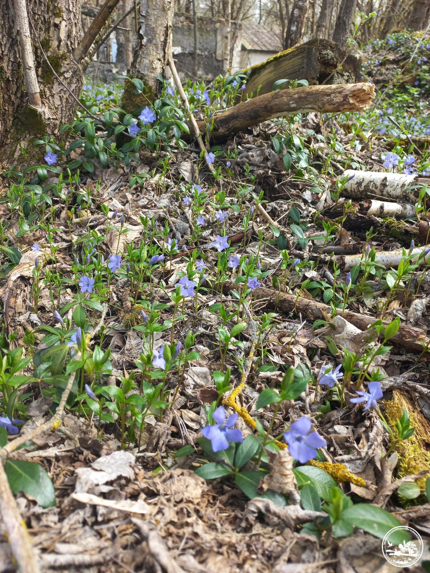 Його сік - отрута. У Чорнобилі зацвіла рослина, яку українці вважають магічною (фото)