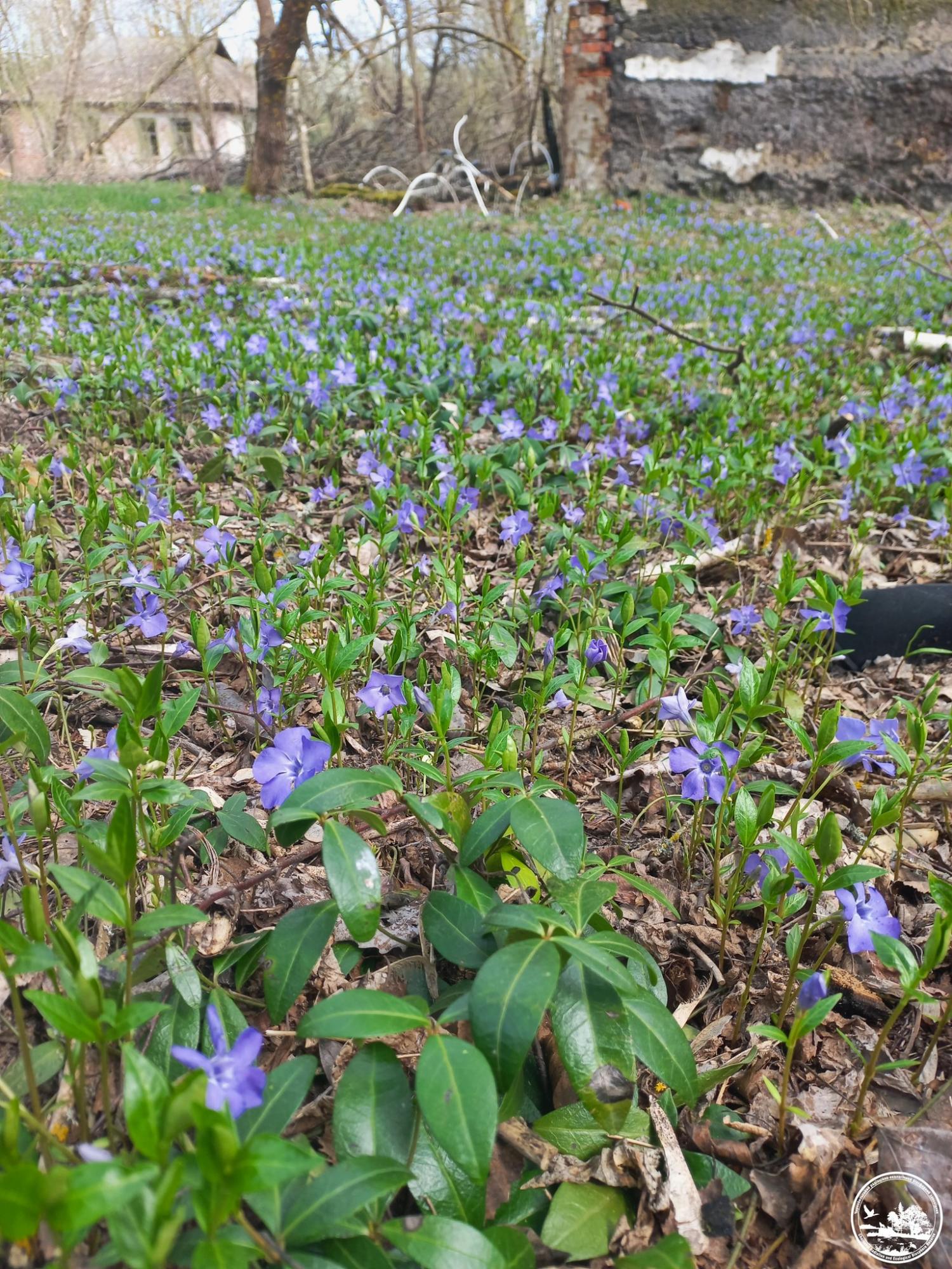 Його сік - отрута. У Чорнобилі зацвіла рослина, яку українці вважають магічною (фото)