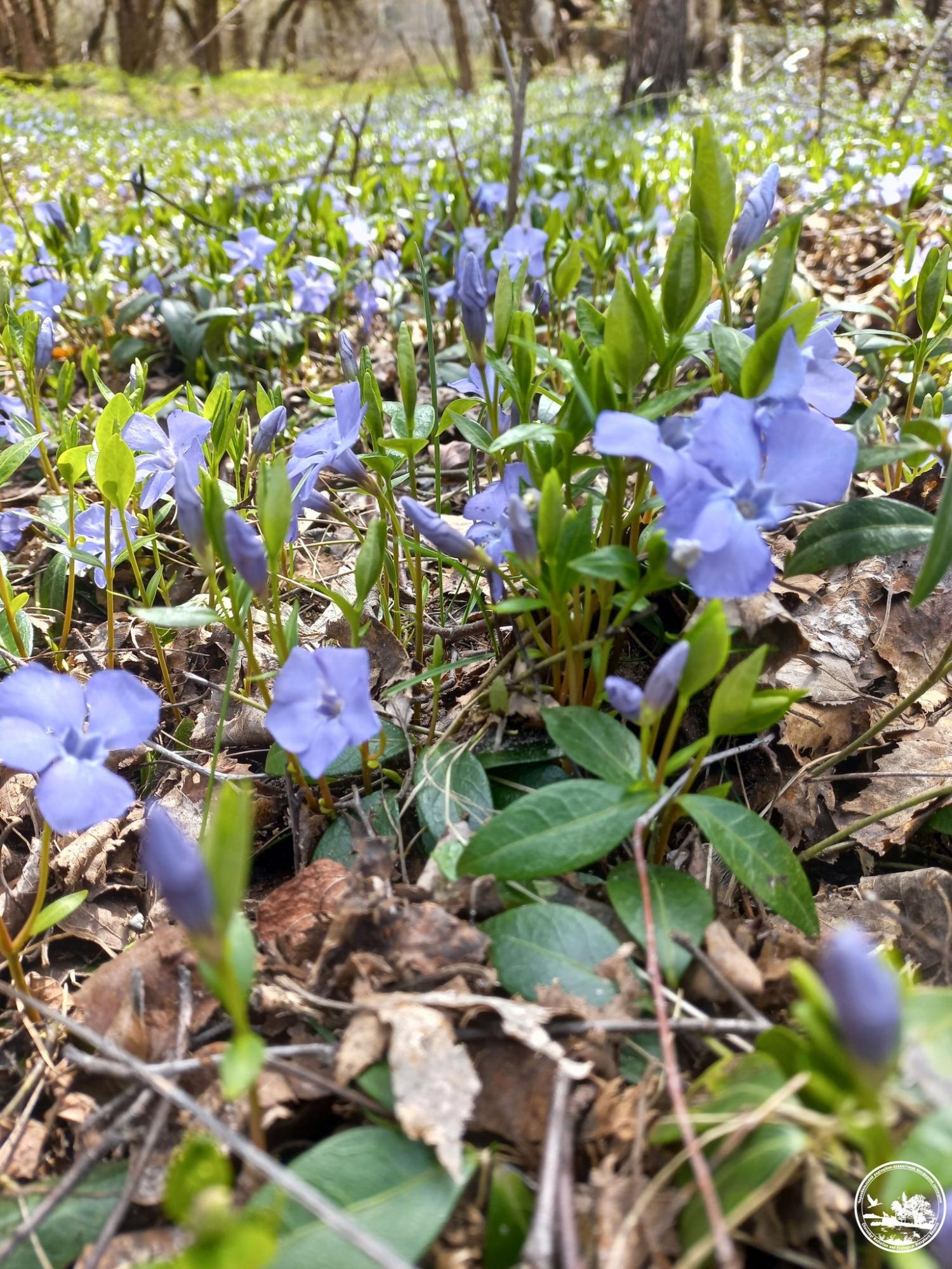 Його сік - отрута. У Чорнобилі зацвіла рослина, яку українці вважають магічною (фото)
