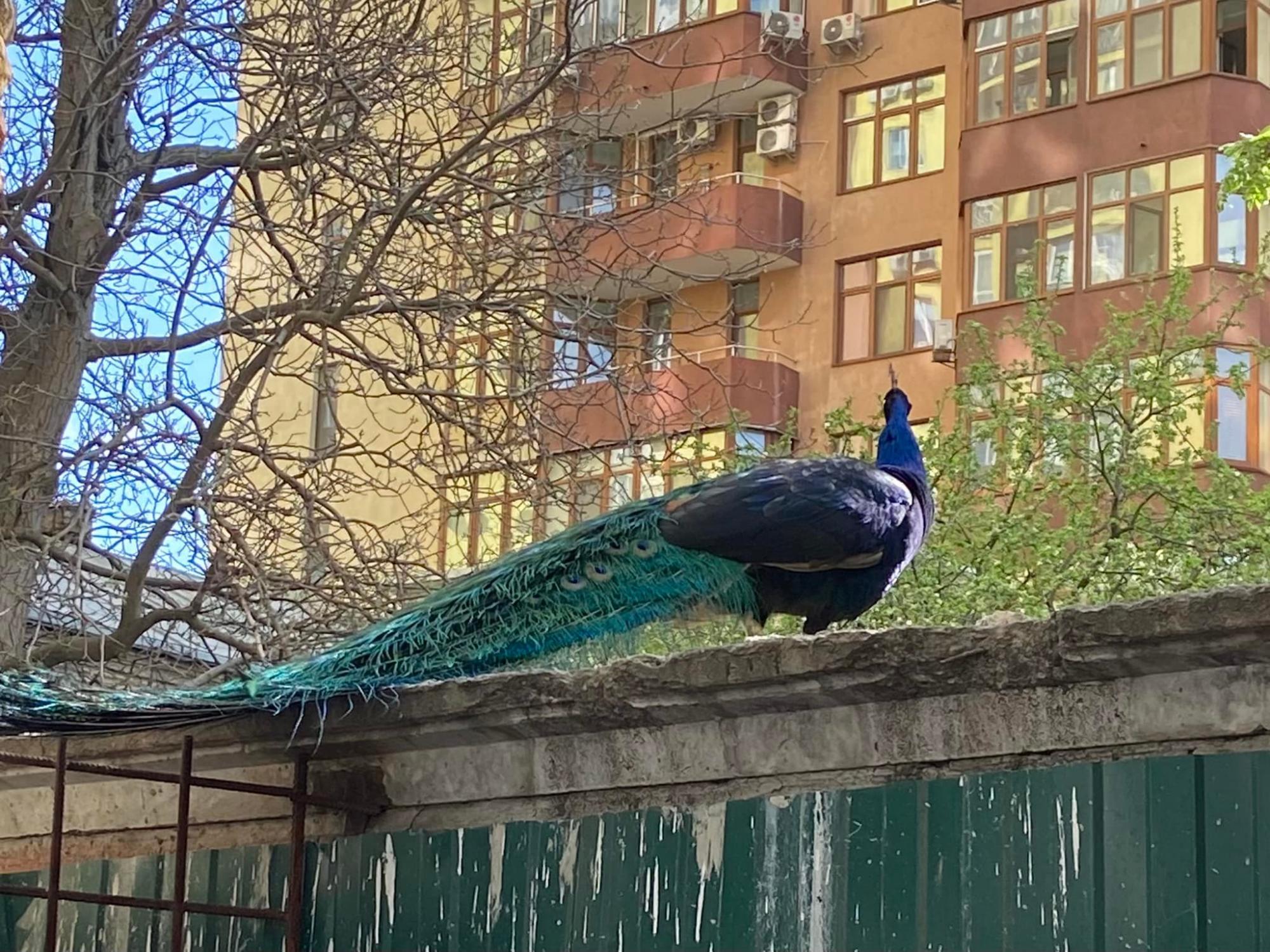 Павлин заметили на улице в Киеве - фото | РБК Украина