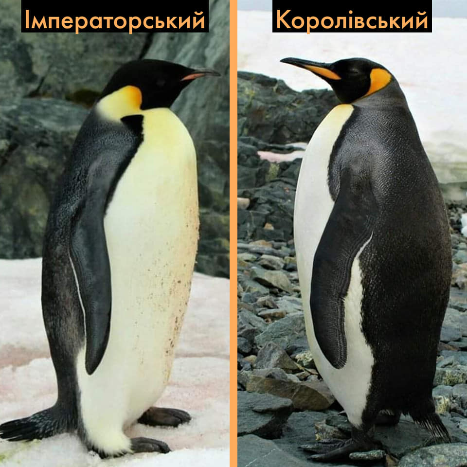 Полярники розповіли про пінгвінів, яких побачити на "Вернадського" - крайня рідкість (фото)