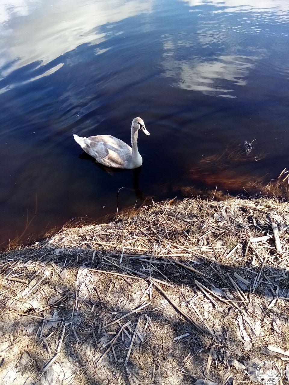 "Може і напасти": у Чорнобилі показали птаха, який не боїться людей (фото)