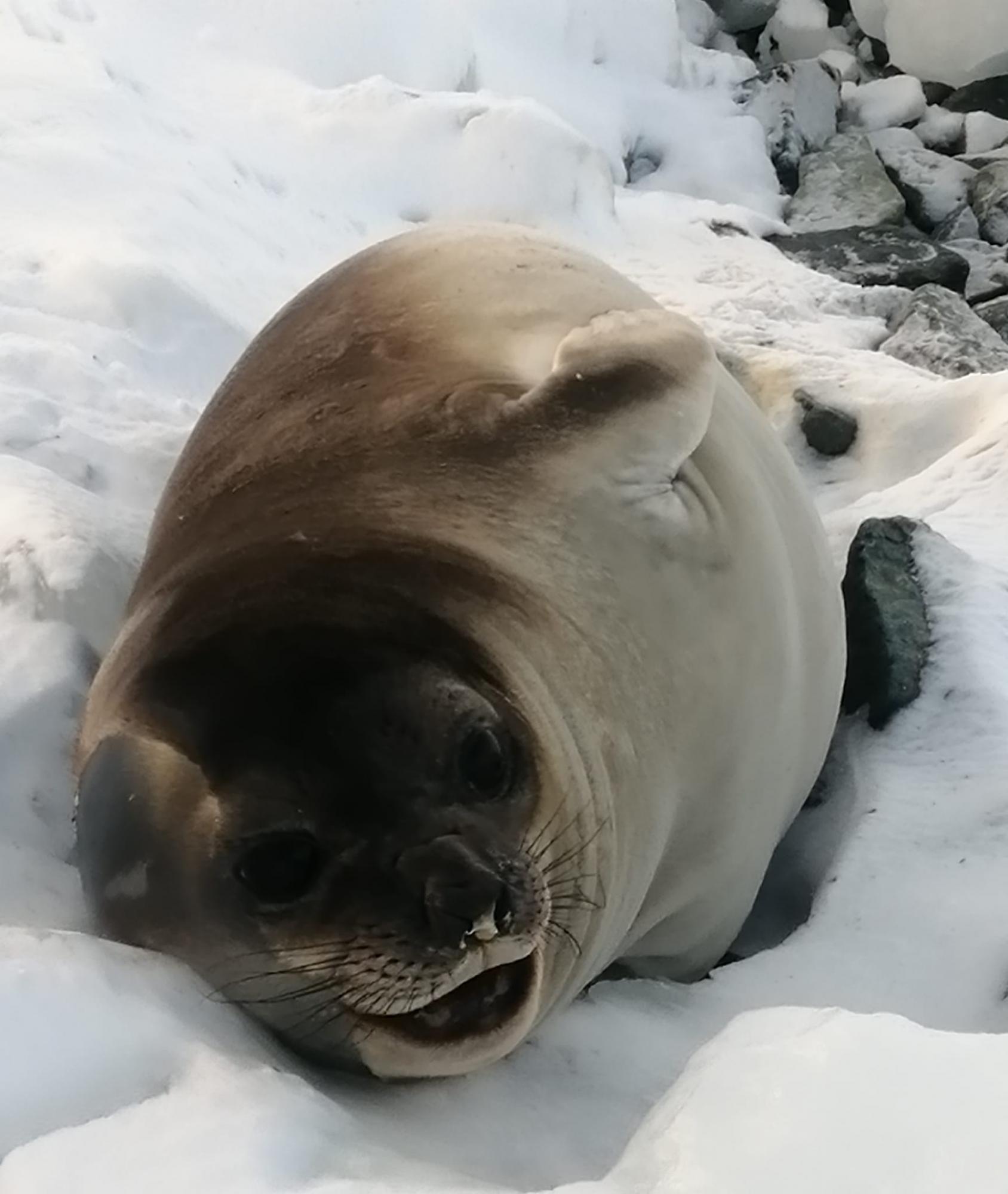 Пінгвіни, котики і слони: дивіться, які милі "сусіди" живуть поряд з українськими полярниками (фото)