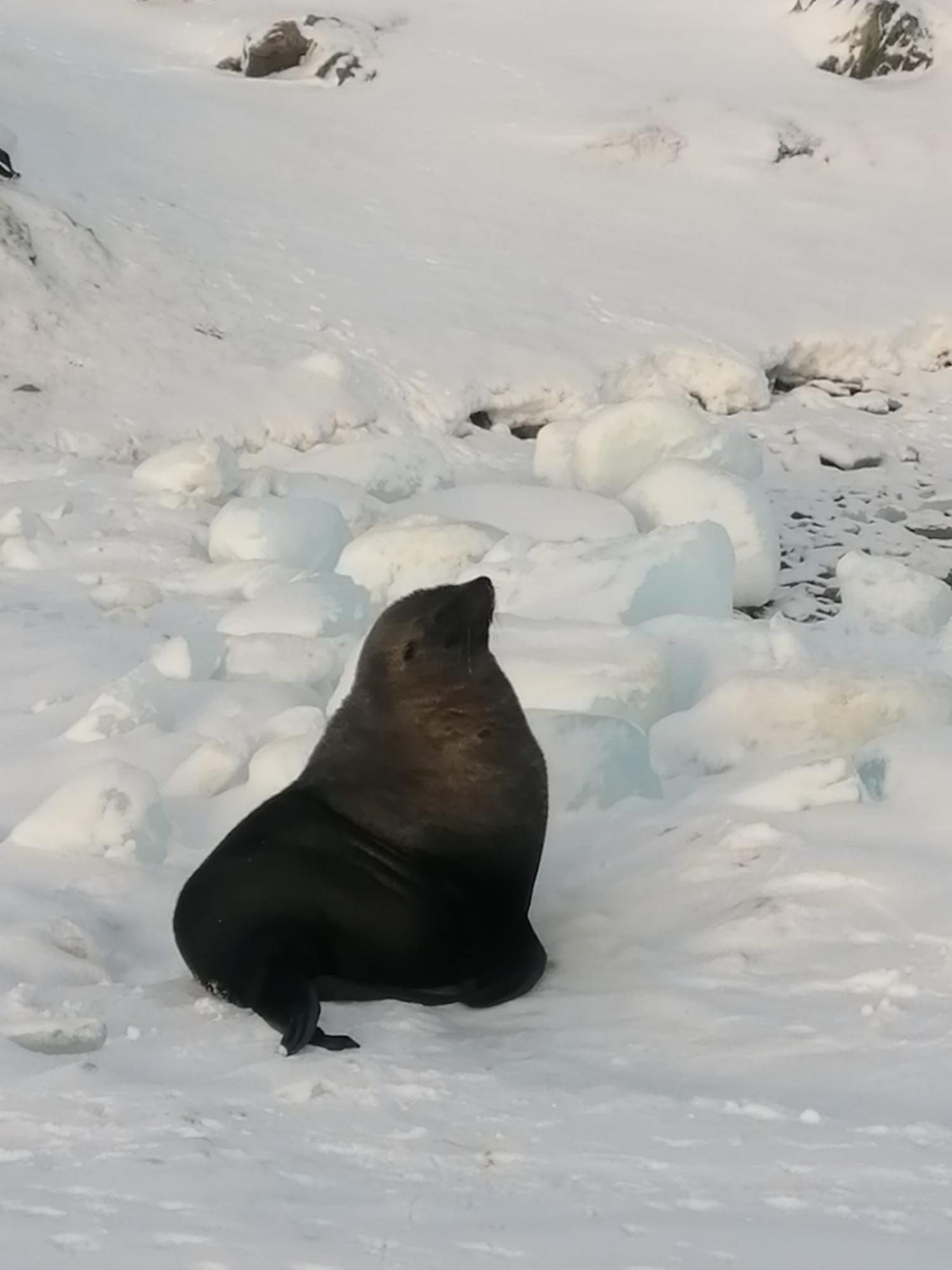 Пінгвіни, котики і слони: дивіться, які милі "сусіди" живуть поряд з українськими полярниками (фото)