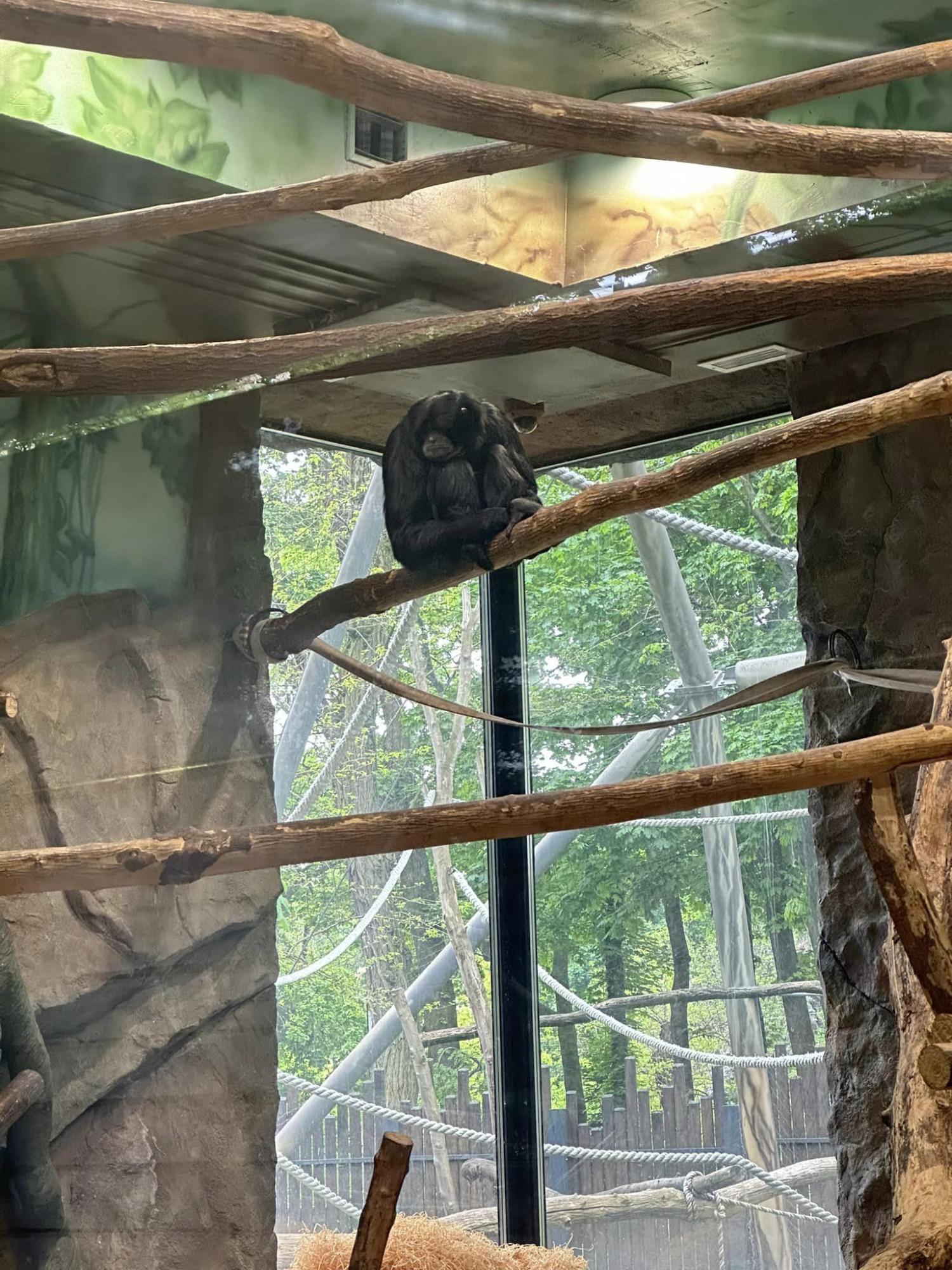 Тварин врятувало дерево: що зараз відбувається в київському зоопарку після падіння уламка (фото та відео)