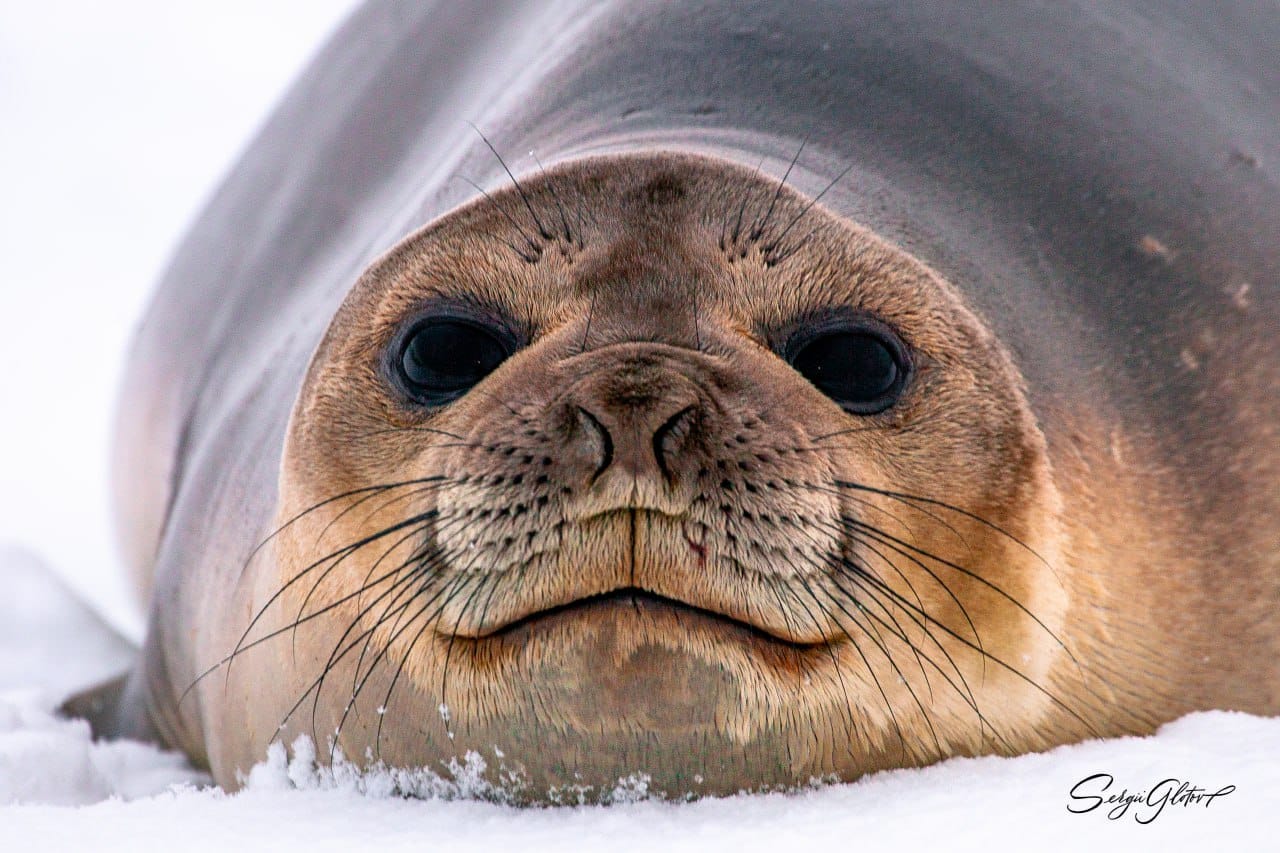 Таких фото Антарктиды вы точно не видели! И такую открытку можно получить по почте