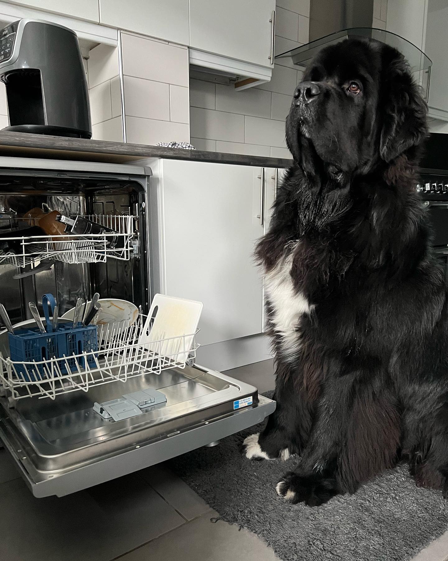 Малыш Шерман стал звездой сети: таких собачек вы точно не видели!