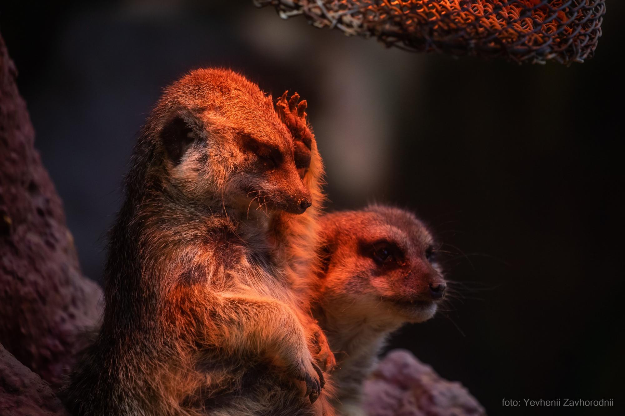 Тварин врятувало дерево: що зараз відбувається в київському зоопарку після падіння уламка (фото та відео)
