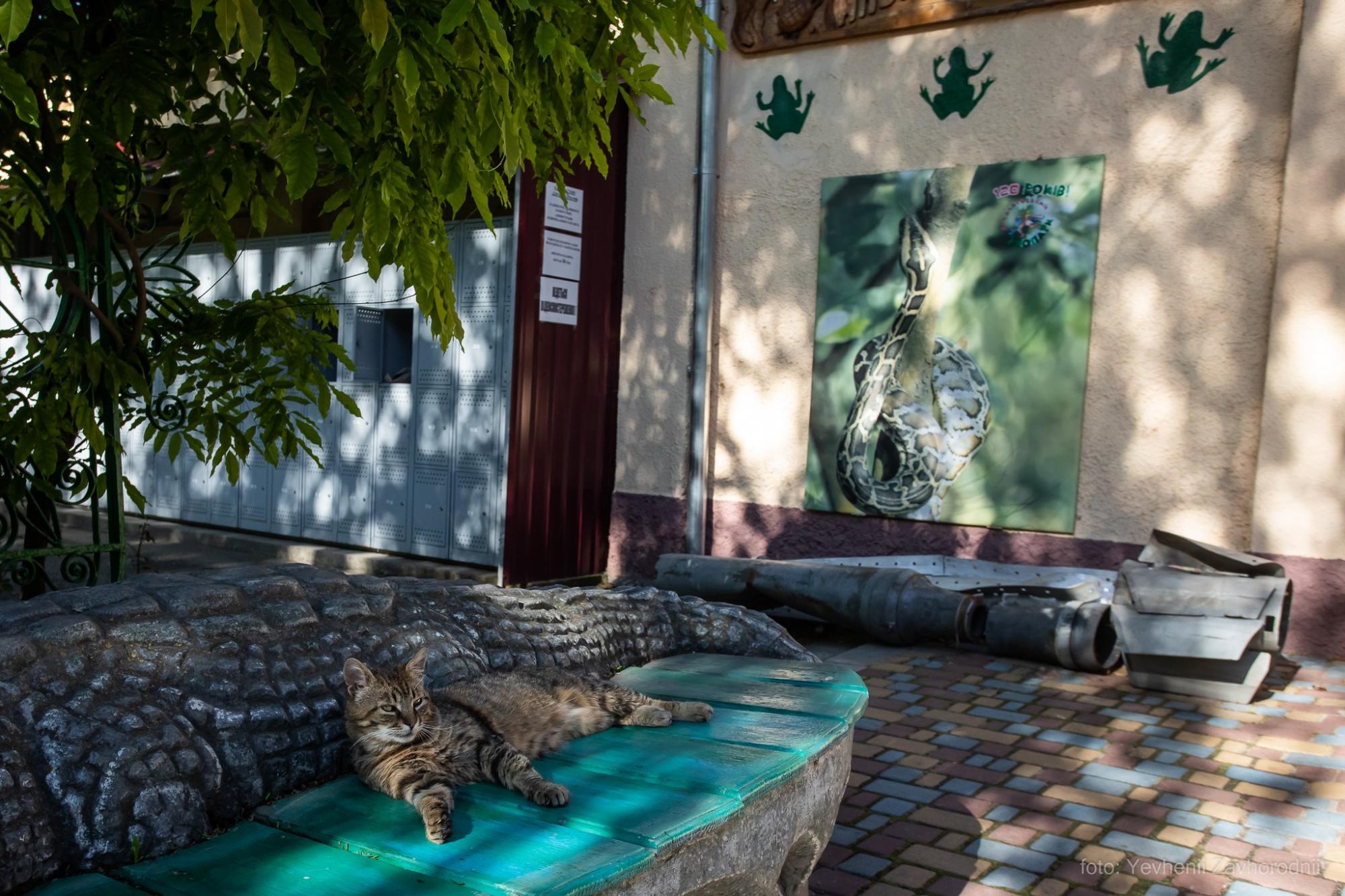 Тварин врятувало дерево: що зараз відбувається в київському зоопарку після падіння уламка (фото та відео)