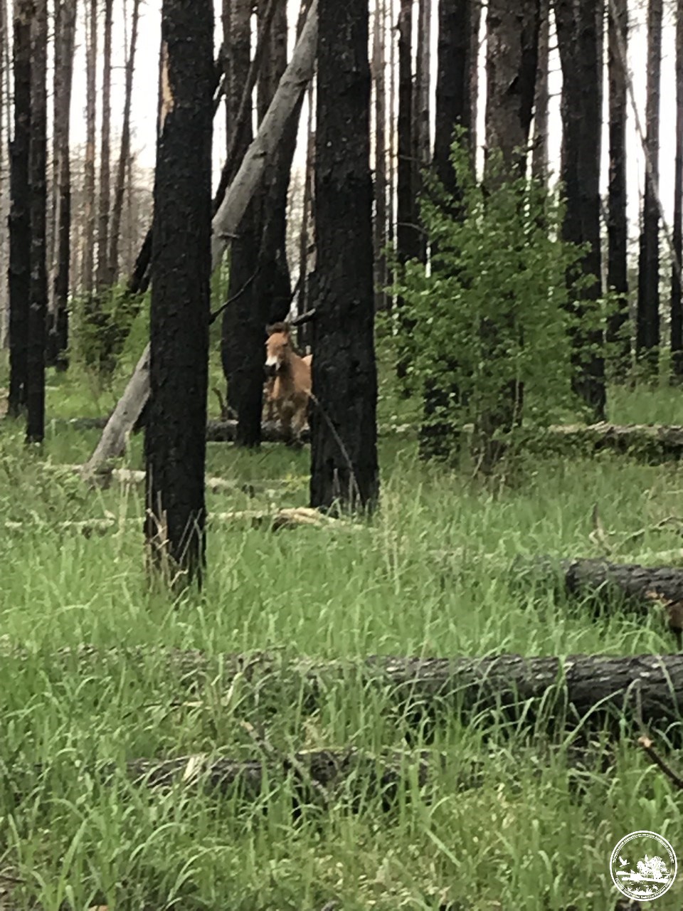 В Чернобыле показали животных, приспосабливающихся к любым условиям: впечатляющие фото