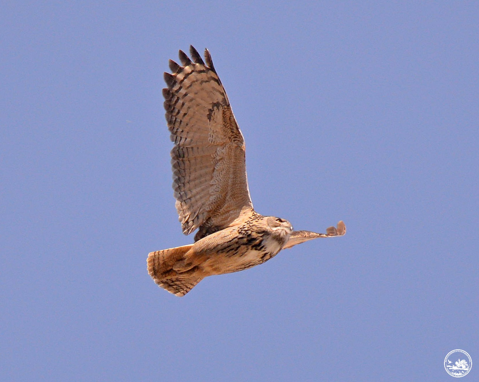 У Чорнобилі помітили величезного птаха, який оселився прямо на градирні ЧАЕС