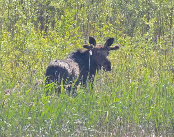 "Уже выросли короны": в Чернобыле показали огромных животных
