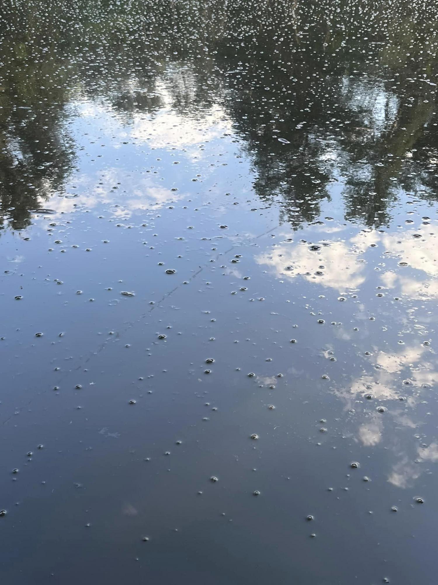 Вода в бульбашках, риби біля берега. В одному із парків Києва – катастрофа з озерами (фото)