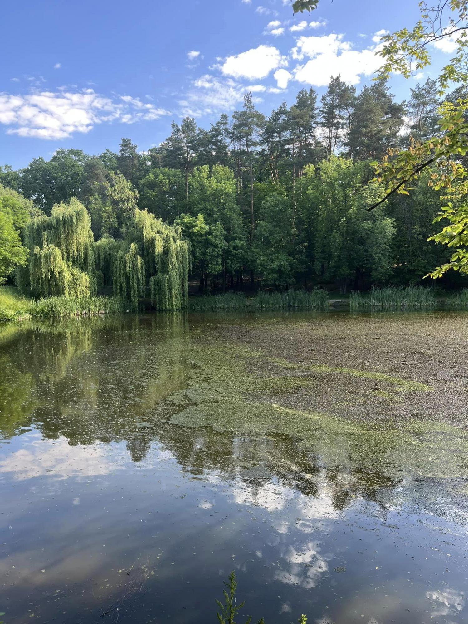 Вода в бульбашках, риби біля берега. В одному із парків Києва – катастрофа з озерами (фото)