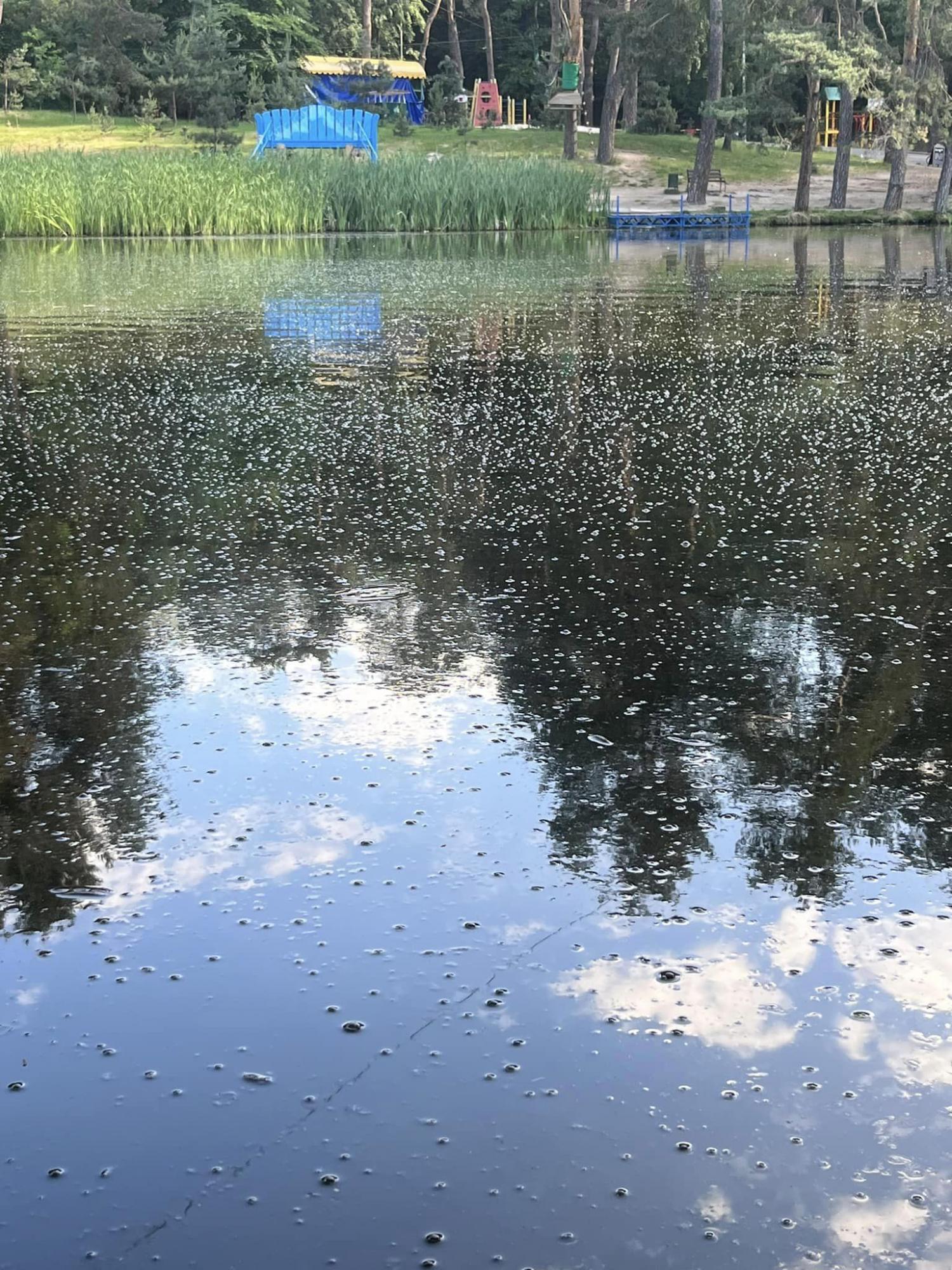 Вода в бульбашках, риби біля берега. В одному із парків Києва – катастрофа з озерами (фото)