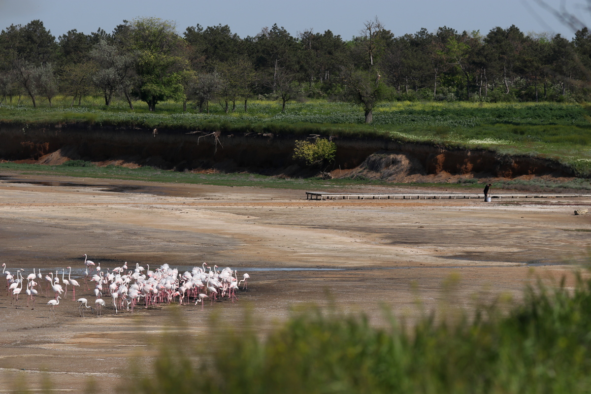 Жгут костры и разрушают гнезда. Отдыхающие отпугивают розовых фламинго под Одессой
