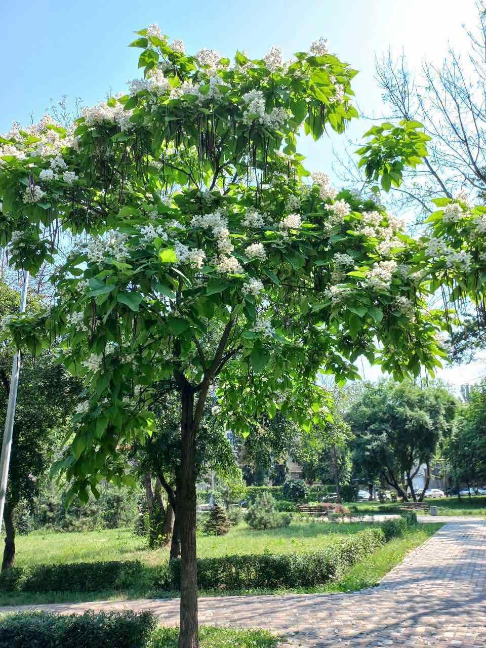 У Києві зацвіли &quot;макаронні дерева&quot;. Ви тільки гляньте на цю красу (фото)