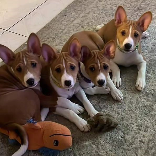 Це єдина порода собак, які не вміють гавкати. А ще їх ховали разом з фараонами (фото)