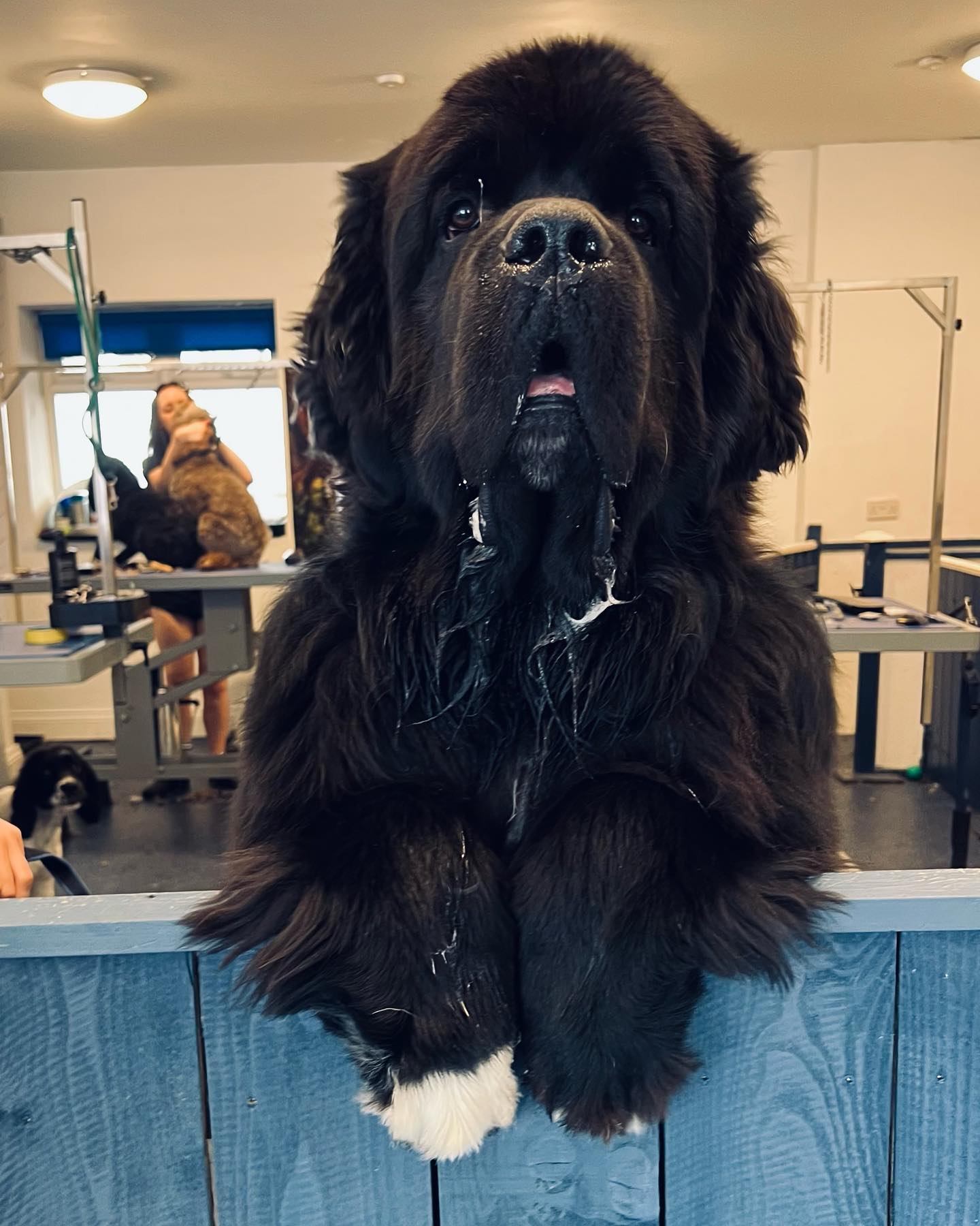 Малыш Шерман стал звездой сети: таких собачек вы точно не видели!