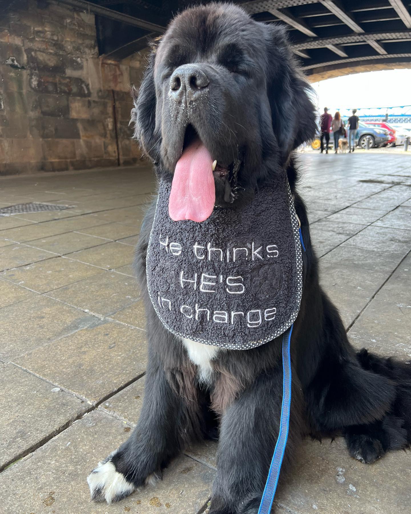 Малыш Шерман стал звездой сети: таких собачек вы точно не видели!