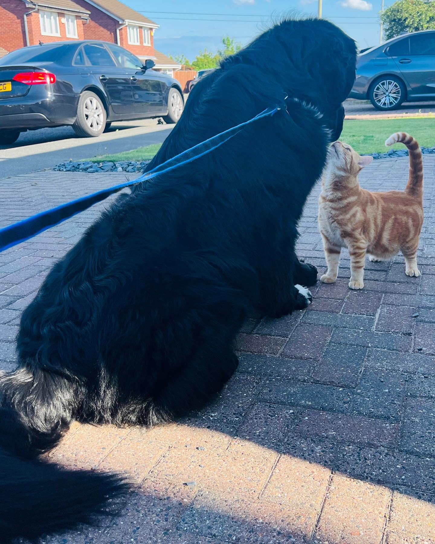 Малыш Шерман стал звездой сети: таких собачек вы точно не видели!