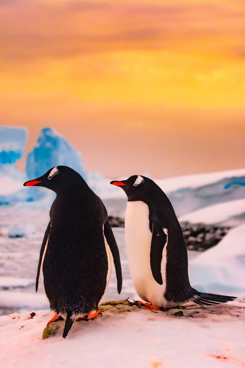 Таких фото Антарктиды вы точно не видели! И такую открытку можно получить по почте