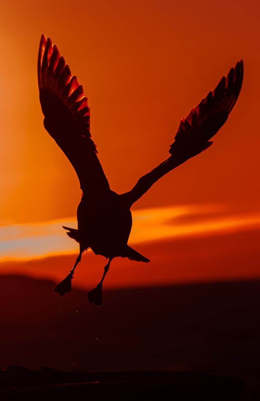 Таких фото Антарктиды вы точно не видели! И такую открытку можно получить по почте