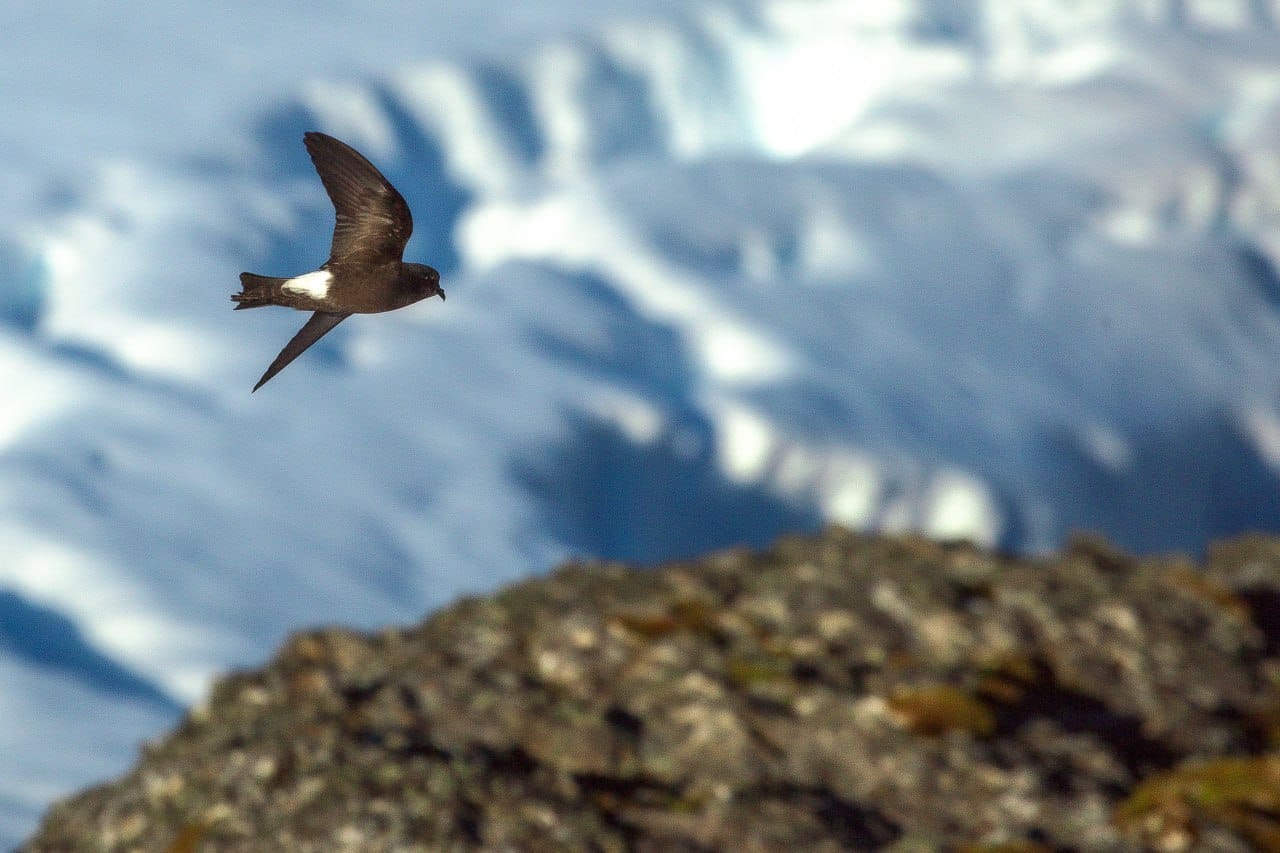 Таких фото Антарктиды вы точно не видели! И такую открытку можно получить по почте