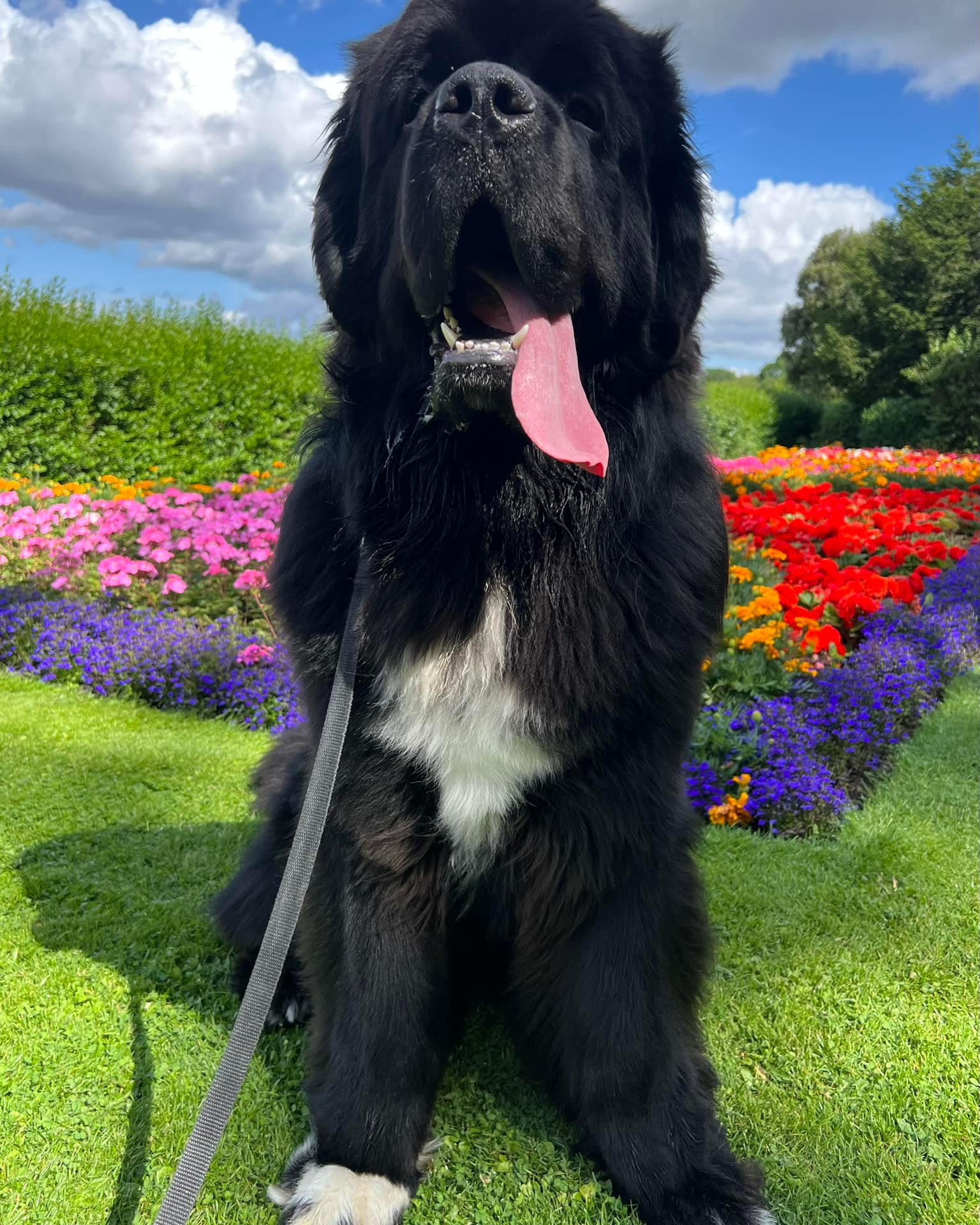 Малыш Шерман стал звездой сети: таких собачек вы точно не видели!