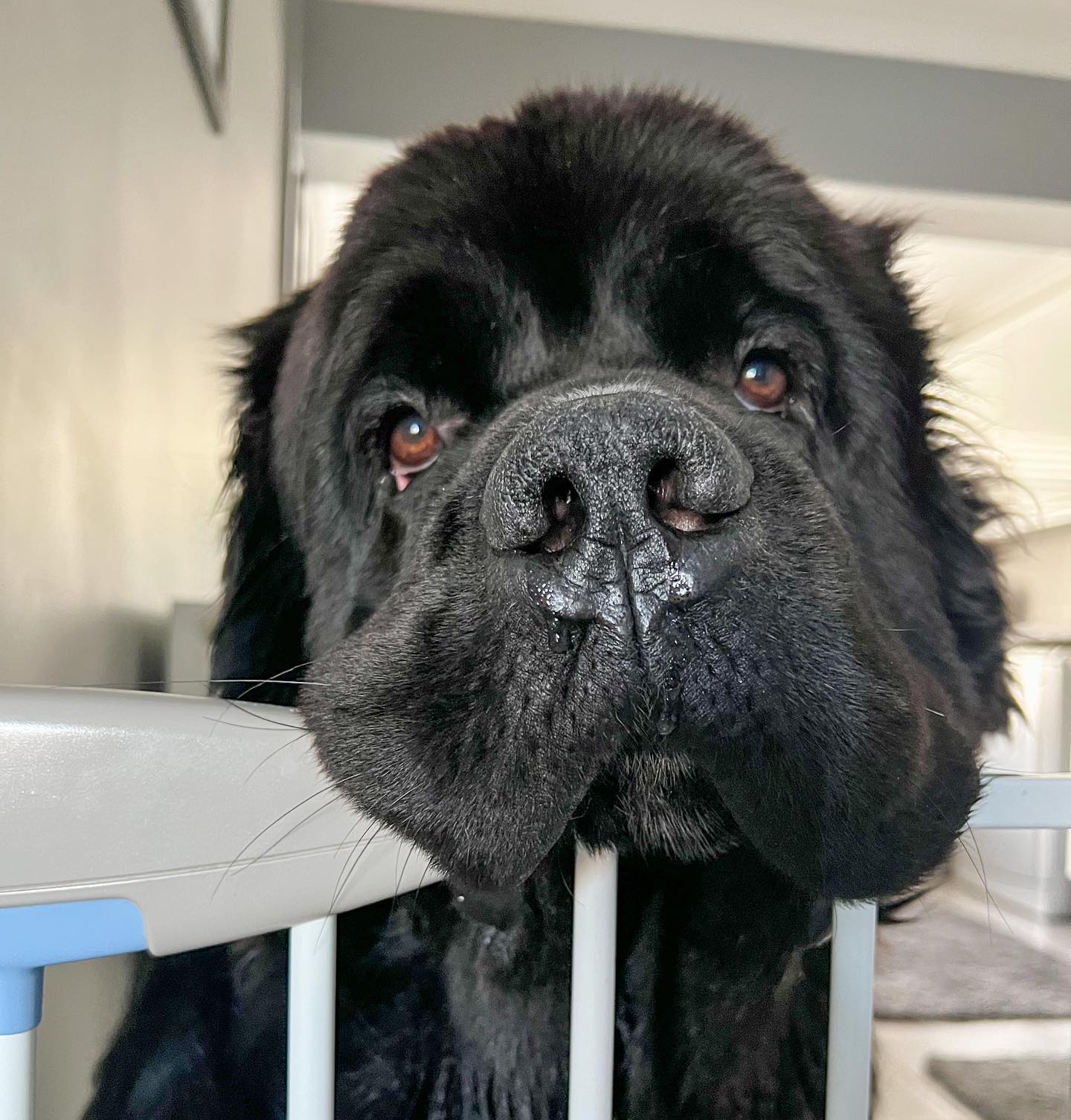 Малыш Шерман стал звездой сети: таких собачек вы точно не видели!