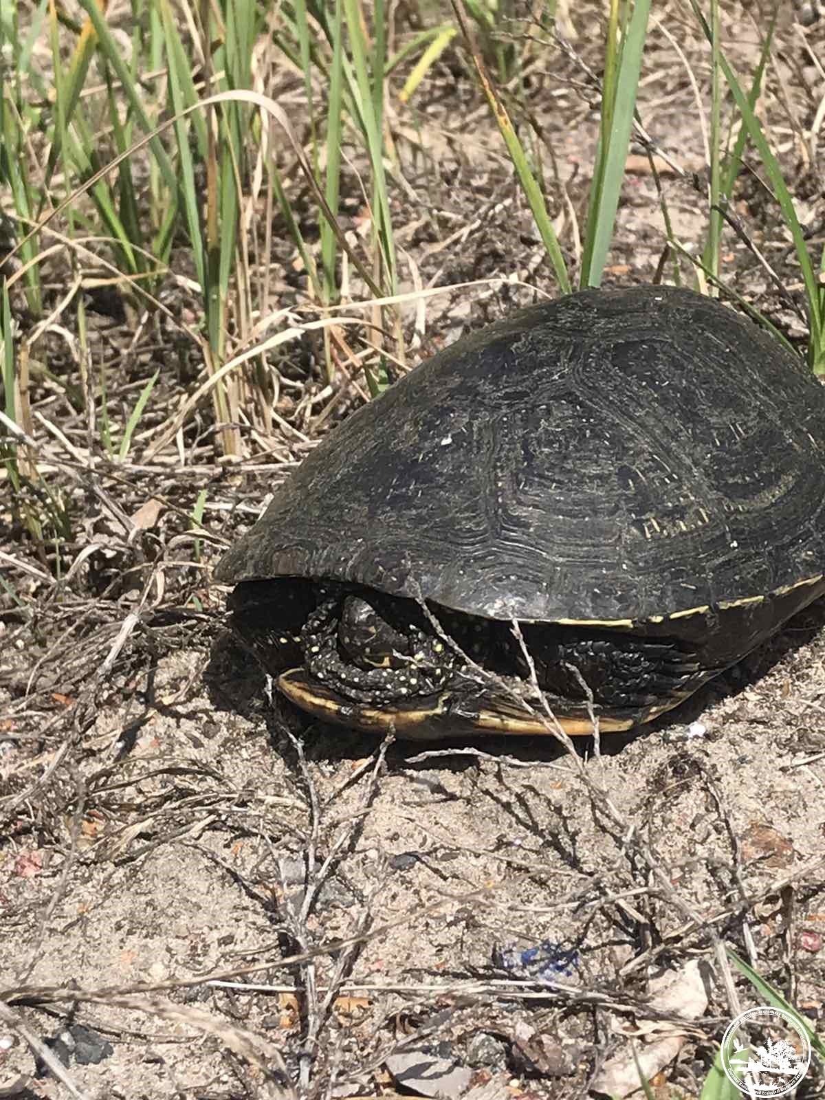 Водителей предупреждают о сезонном явлении на дорогах: чего стоит остерегаться (фото)