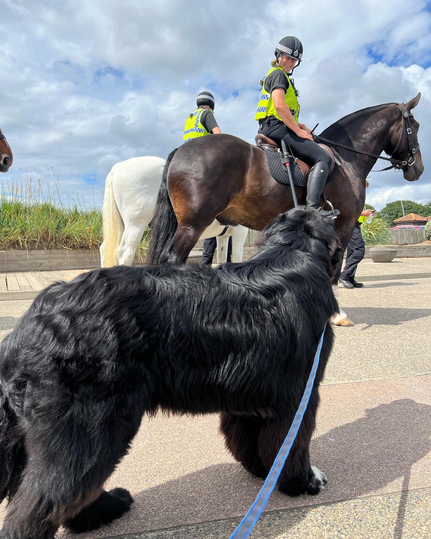 Малыш Шерман стал звездой сети: таких собачек вы точно не видели!