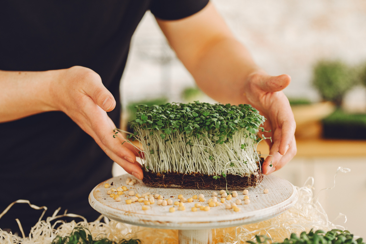 Для гарної оселі і корисних салатів: як вирощувати мікрозелень на підвіконні