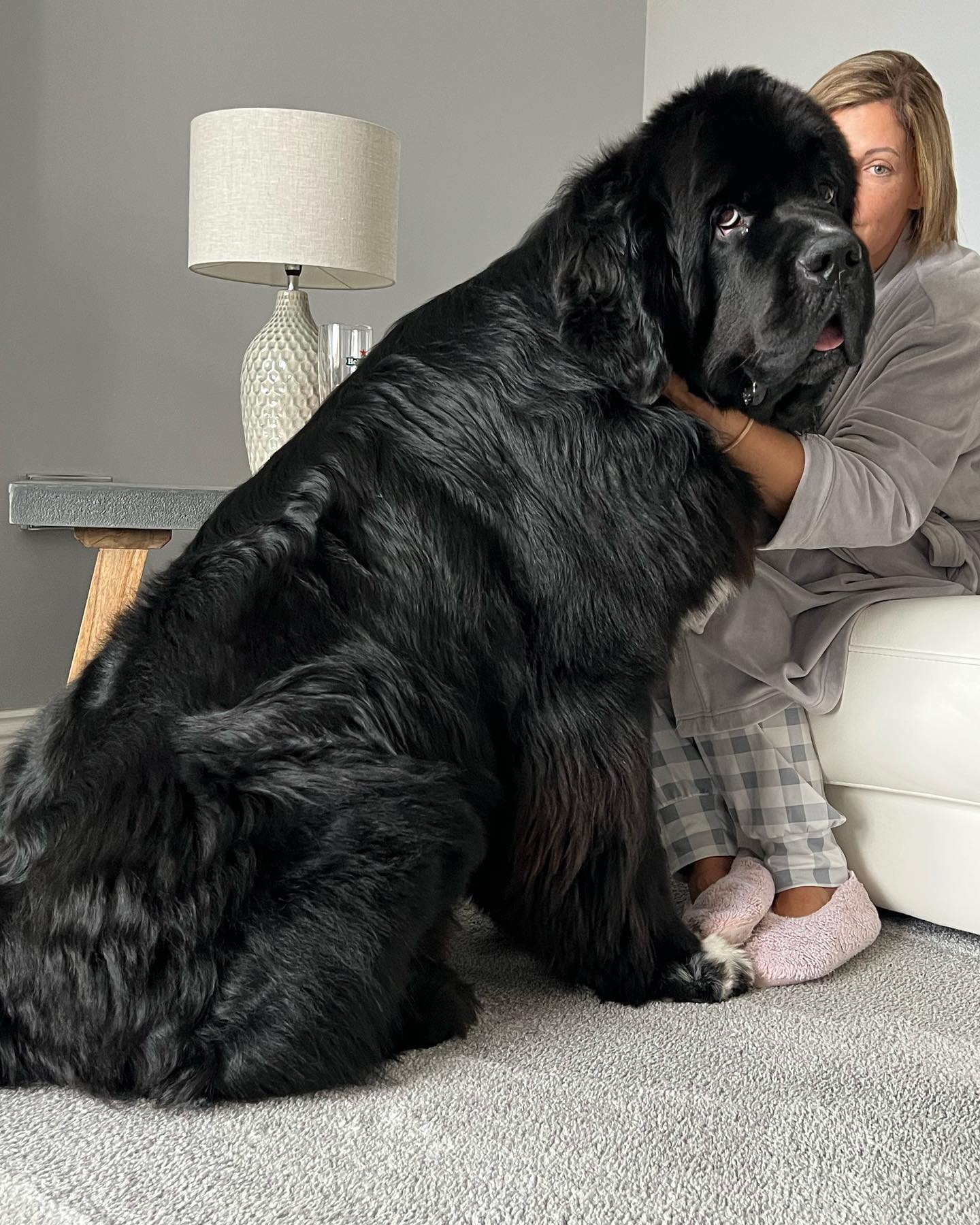 Малыш Шерман стал звездой сети: таких собачек вы точно не видели!