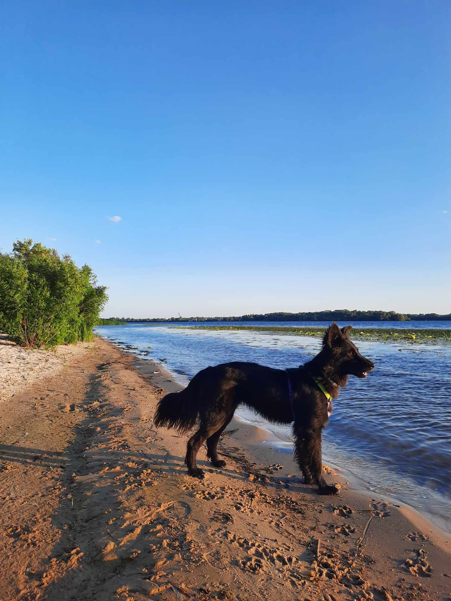 Поруч, щоб допомагати: Purina® та Зоопатруль об’єдналися для порятунку тварин