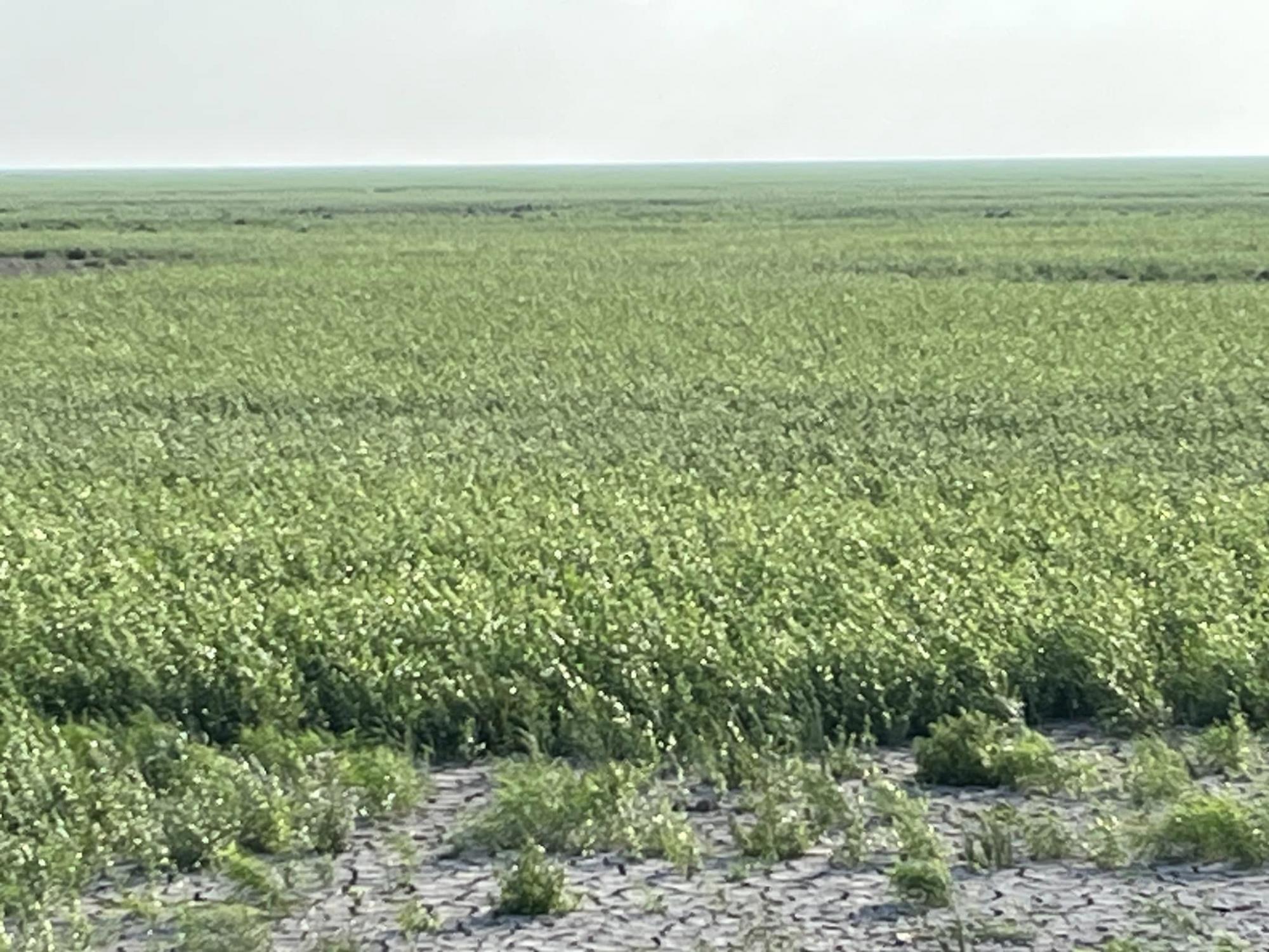 Зелене безкрайнє "поле". Дивіться, як зараз виглядає Каховське водосховище (фото і відео)